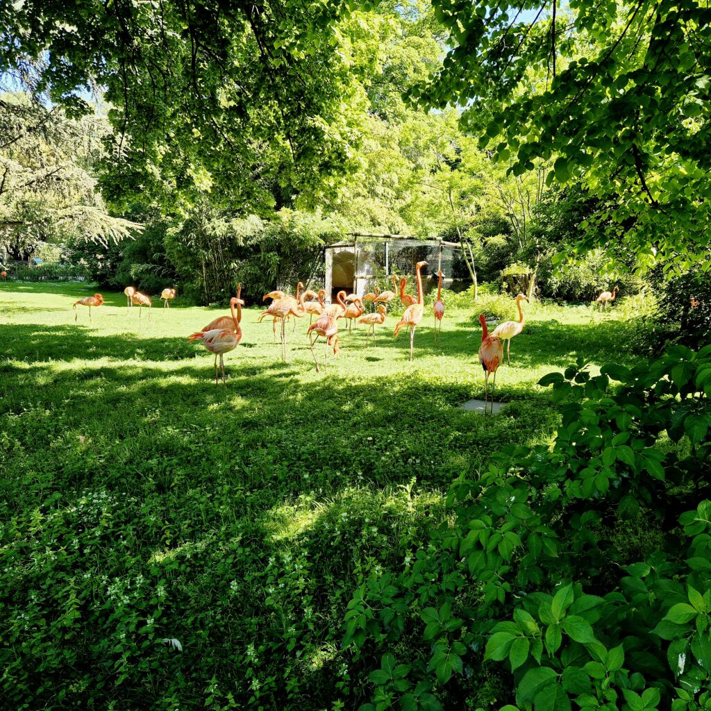 Paris-Jardin-des-plantes - Away with Ray